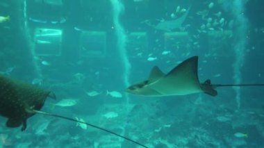 Su Altında Okyanus, Mercan Resifi ve Balıklar