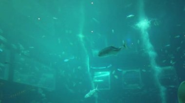 Su Altında Okyanus, Mercan Resifi ve Balıklar