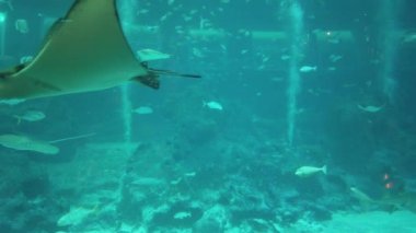 Su Altında Okyanus, Mercan Resifi ve Balıklar