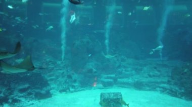 Su Altında Okyanus, Mercan Resifi ve Balıklar