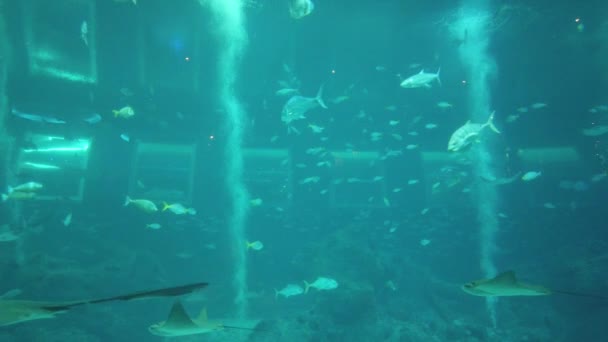 Water View Ocean Coral Reef Fishes — Vídeo de Stock