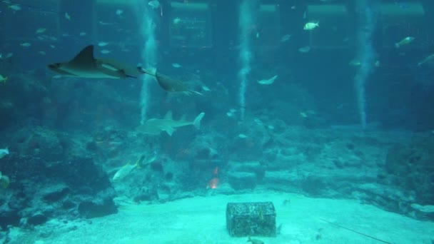 Unter Wasser Blick Auf Ozean Korallenriff Und Fische — Stockvideo