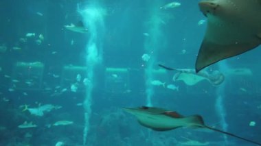 Su Altında Okyanus, Mercan Resifi ve Balıklar