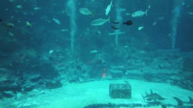 Su Altında Okyanus, Mercan Resifi ve Balıklar