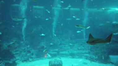 Su Altında Okyanus, Mercan Resifi ve Balıklar