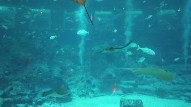 Su Altında Okyanus, Mercan Resifi ve Balıklar