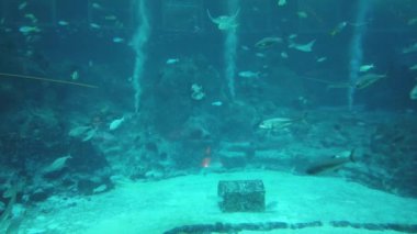 Su Altında Okyanus, Mercan Resifi ve Balıklar