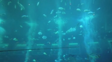 Su Altında Okyanus, Mercan Resifi ve Balıklar