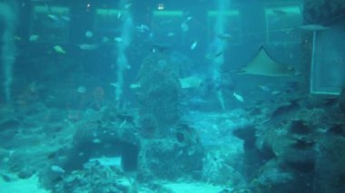 Su Altında Okyanus, Mercan Resifi ve Balıklar