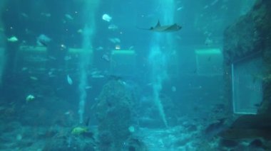 Su Altında Okyanus, Mercan Resifi ve Balıklar