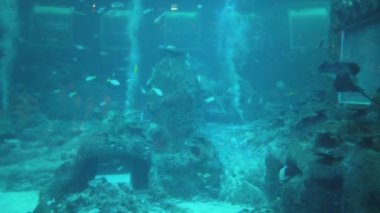 Su Altında Okyanus, Mercan Resifi ve Balıklar