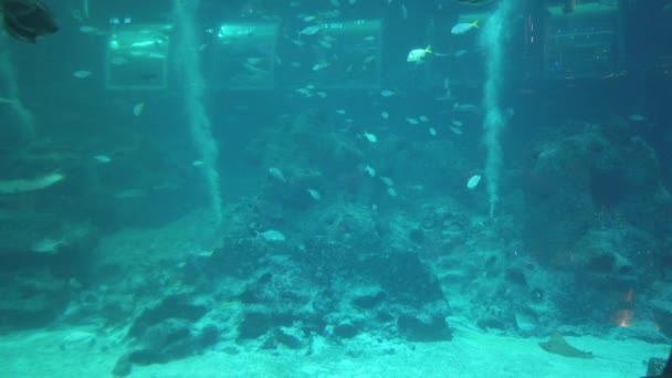 Water View Ocean Coral Reef Fishes — Vídeo de Stock