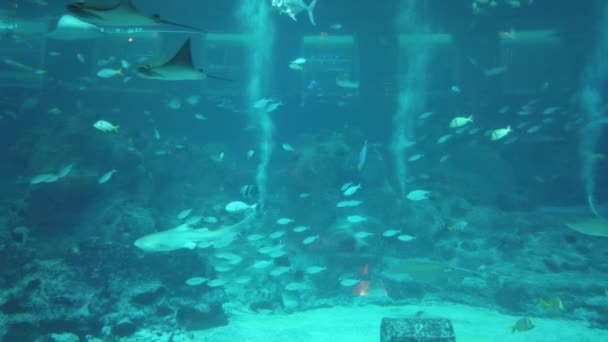 Sob Vista Aquática Oceano Recife Coral Peixes — Vídeo de Stock