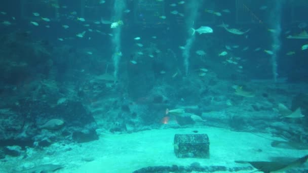 Sob Vista Aquática Oceano Recife Coral Peixes — Vídeo de Stock