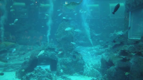 Sob Vista Aquática Oceano Recife Coral Peixes — Vídeo de Stock