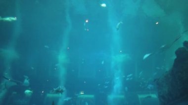 Under Water View of the Ocean, Coral Reef and Fishes