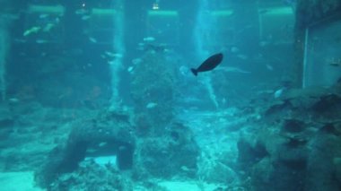 Su Altında Okyanus, Mercan Resifi ve Balıklar