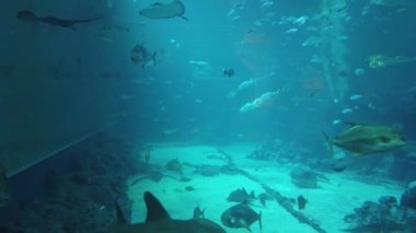 Su Altında Okyanus, Mercan Resifi ve Balıklar