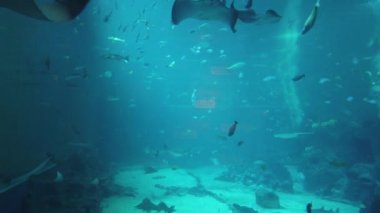 Su Altında Okyanus, Mercan Resifi ve Balıklar