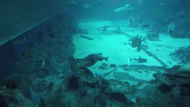 Su Altında Okyanus, Mercan Resifi ve Balıklar