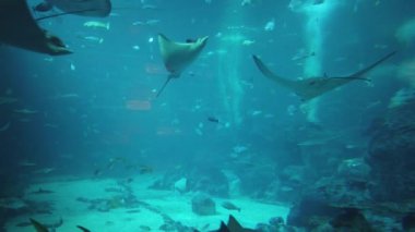 Su Altında Okyanus, Mercan Resifi ve Balıklar