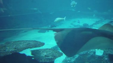 Under Water View of the Ocean, Coral Reef and Fishes