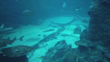 Su Altında Okyanus, Mercan Resifi ve Balıklar