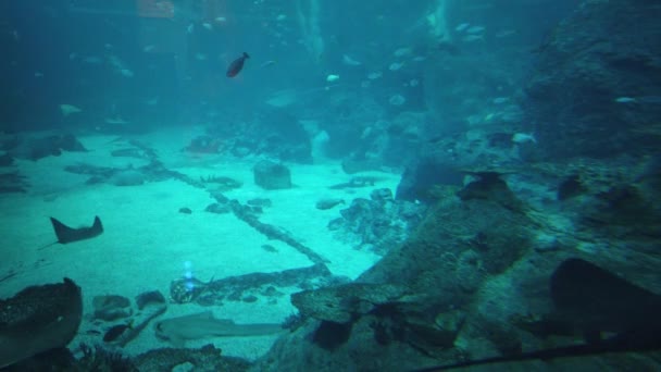 Water View Ocean Coral Reef Fishes — Video