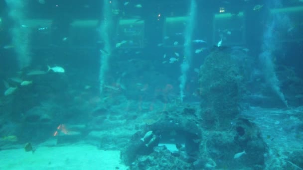 Sob Vista Aquática Oceano Recife Coral Peixes — Vídeo de Stock