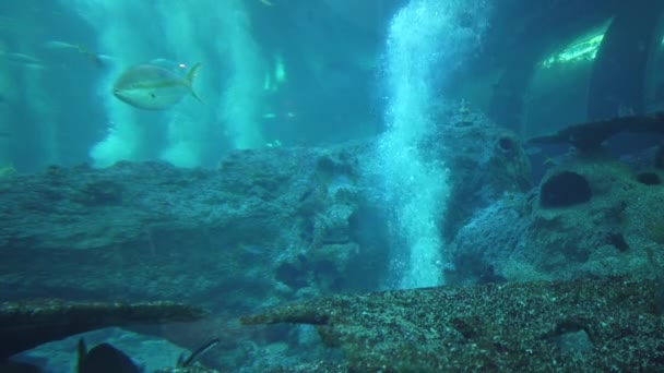 Sob Vista Aquática Oceano Recife Coral Peixes — Vídeo de Stock