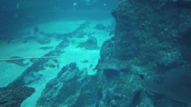 Su Altında Okyanus, Mercan Resifi ve Balıklar