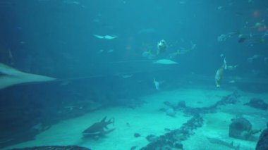 Under Water View of the Ocean, Coral Reef and Fishes
