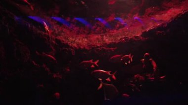 Under Water View of the Ocean, Coral Reef and Fishes
