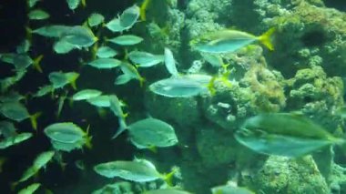 Su Altında Okyanus, Mercan Resifi ve Balıklar