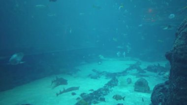 Under Water View of the Ocean, Coral Reef and Fishes