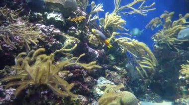 Su Altında Okyanus, Mercan Resifi ve Balıklar