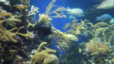 Su Altında Okyanus, Mercan Resifi ve Balıklar