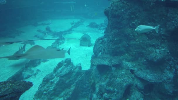 Sob Vista Aquática Oceano Recife Coral Peixes — Vídeo de Stock