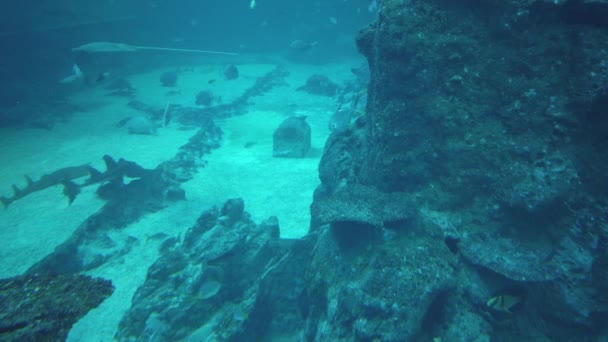 Water View Ocean Coral Reef Fishes — стокове відео