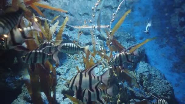 Water View Ocean Coral Reef Fishes — Stock Video