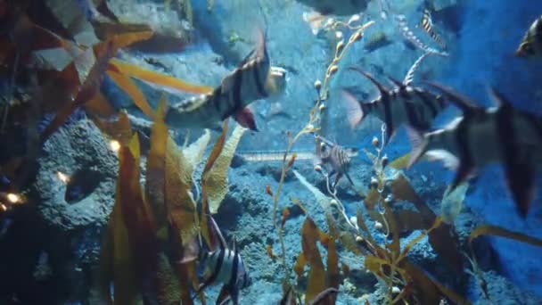 Water View Ocean Coral Reef Fishes — Vídeos de Stock