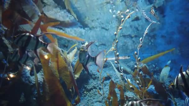 Water View Ocean Coral Reef Fishes — стоковое видео