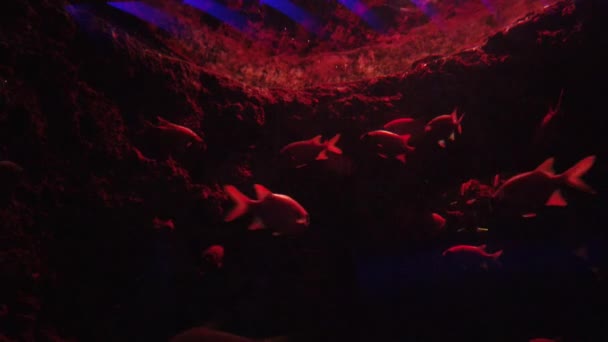 Water View Ocean Coral Reef Fishes — Vídeo de Stock