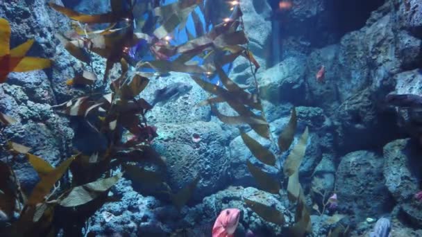 Water View Ocean Coral Reef Fishes — Stock video