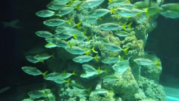 Sob Vista Aquática Oceano Recife Coral Peixes — Vídeo de Stock