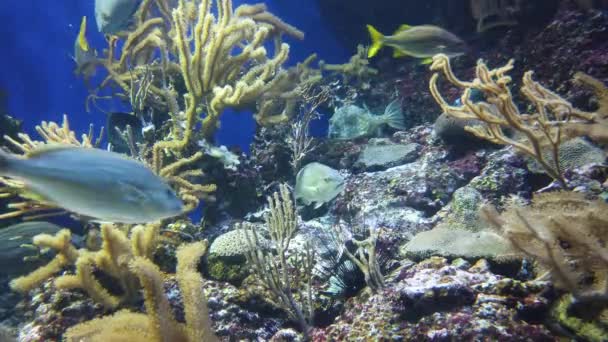 Water View Ocean Coral Reef Fishes — Vídeo de Stock