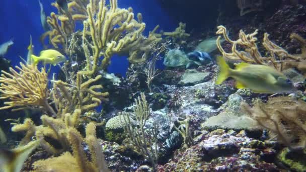 Water View Ocean Coral Reef Fishes — Video Stock