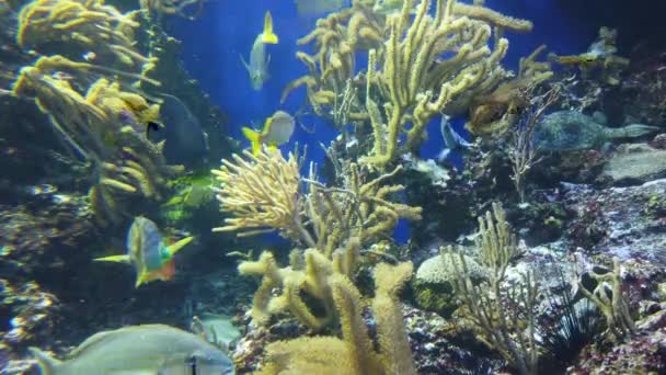 Water View Ocean Coral Reef Fishes — Video