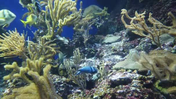 Onder Water Uitzicht Oceaan Koraalrif Vissen — Stockvideo