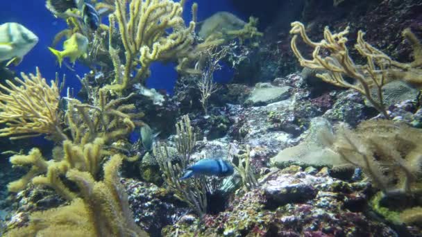 Water View Ocean Coral Reef Fishes — Video Stock